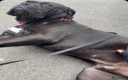 Mixed Breed dogs for sale: cane corso - Advert 2