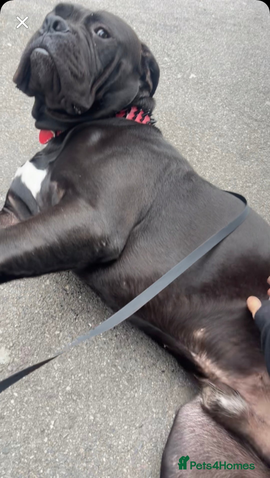 Mixed Breed dogs for sale: cane corso - Advert 2