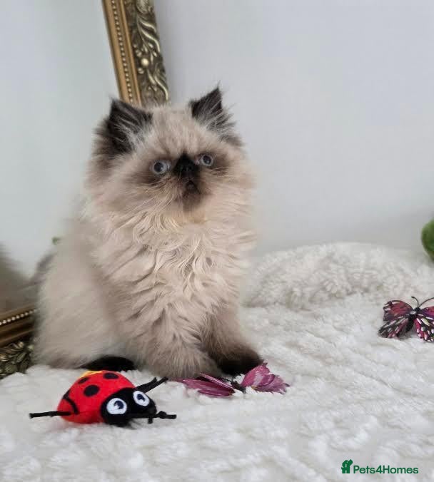 Persian cats for sale: Persian Himalayan Kittens - Advert 1