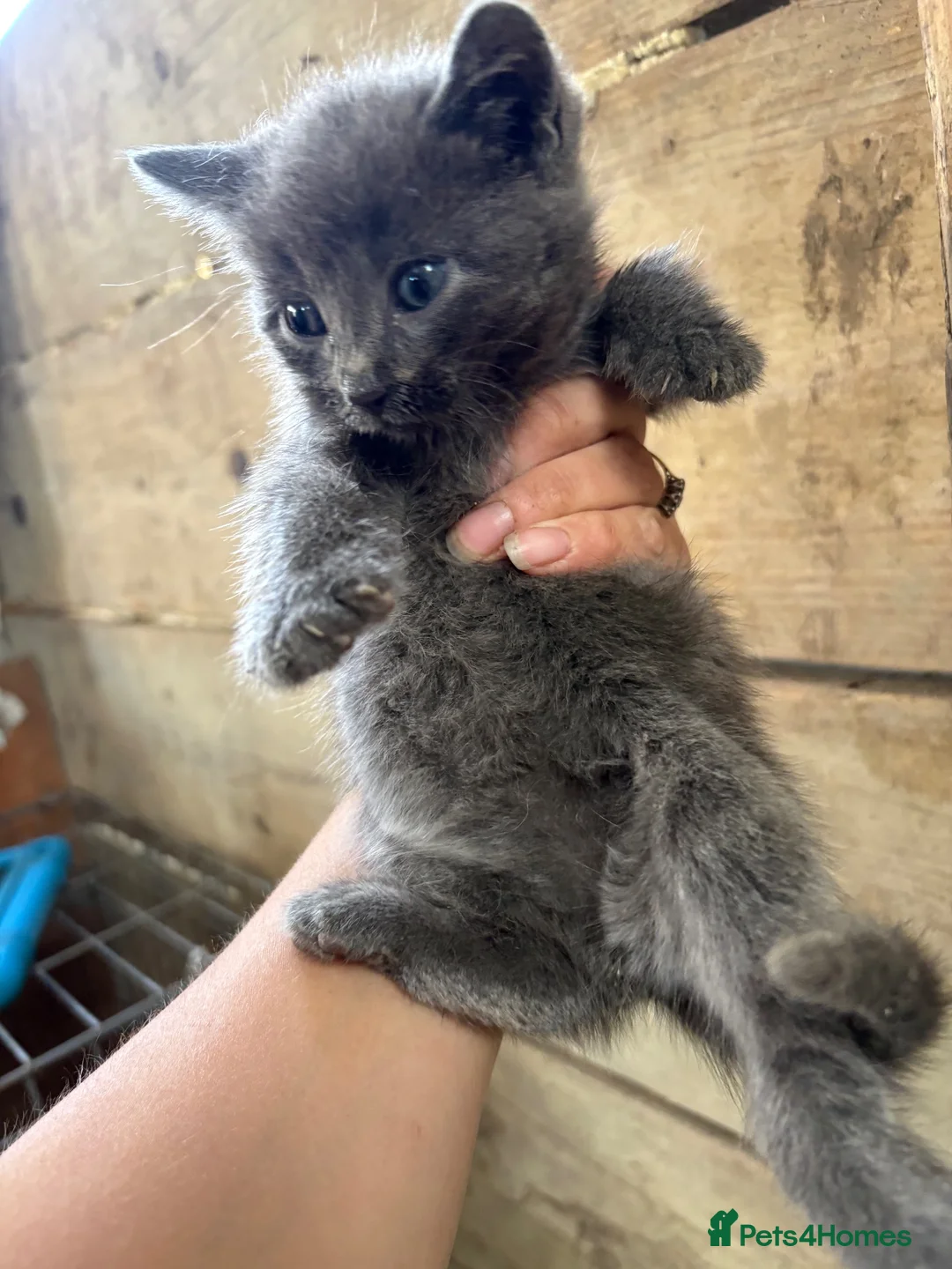 Mixed Breed cats for sale: Kittens for sale  - Advert 5