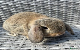 Mini Lop rabbits for sale: Mini lop babies  - Image 6