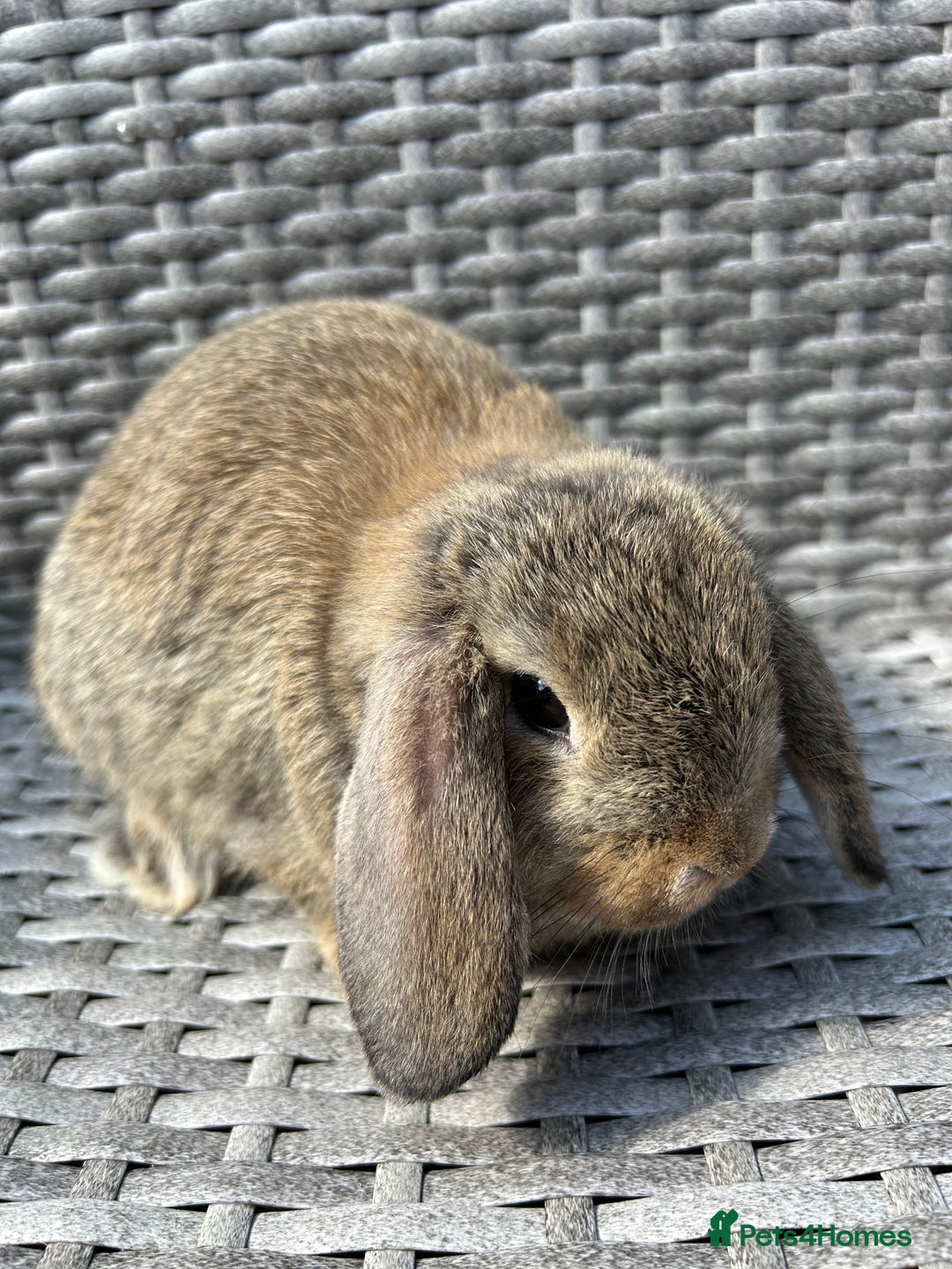 Mini Lop rabbits for sale: Mini lop babies  - Image 6