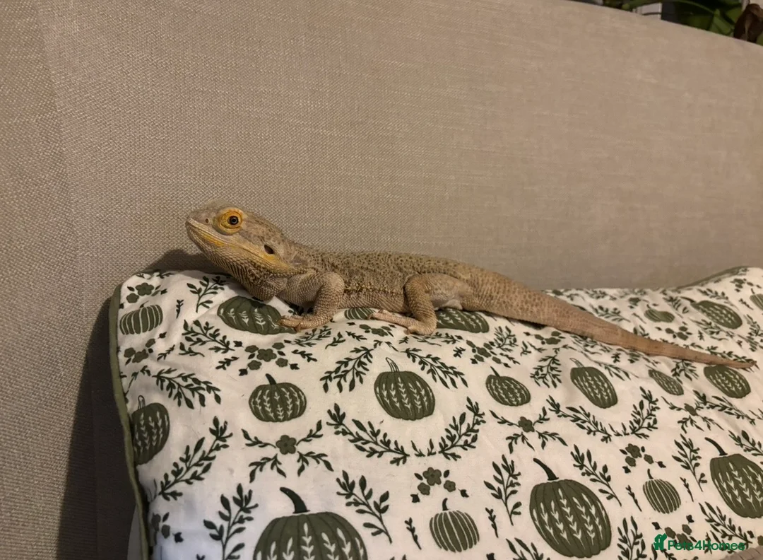 Bearded Dragon reptiles for sale: Male bearded dragon - Advert 2