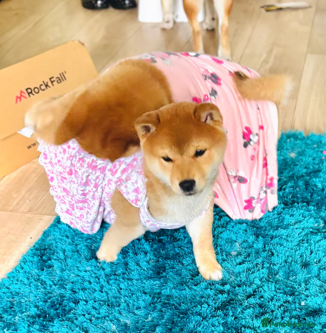 Japanese Shiba Inu dogs for sale: 10 weeks old KC Black/Tan Boy 💖 - Advert 25