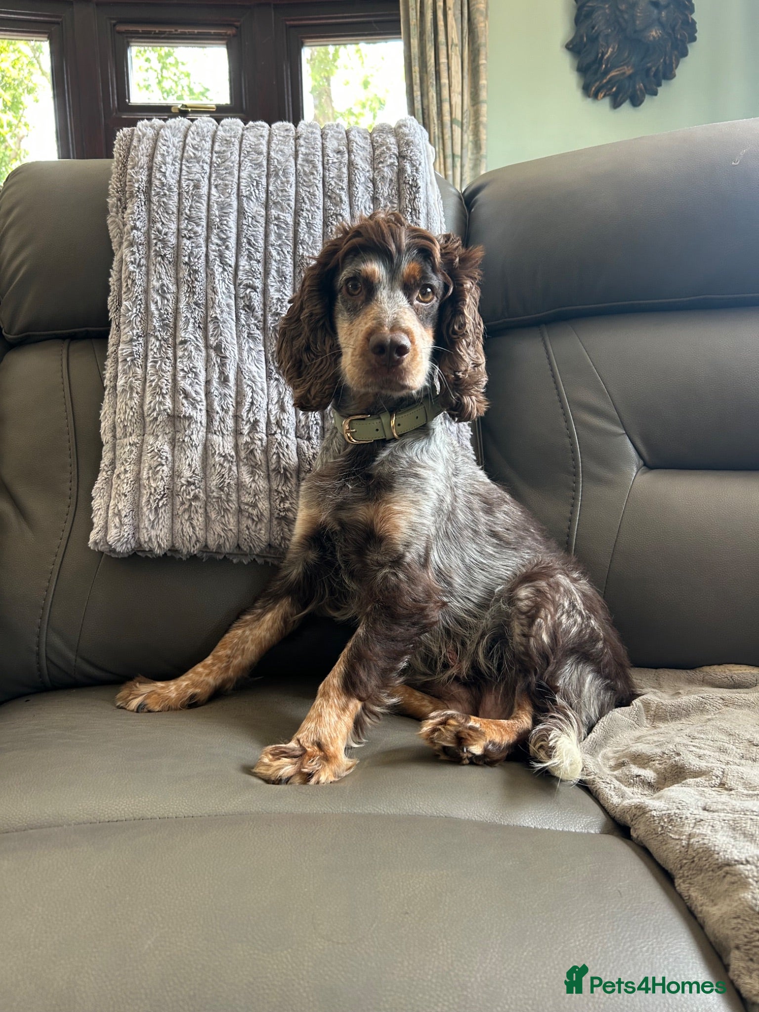 Cockapoo dogs 4 gorgeous puppies 💙❤️ - Advert 12