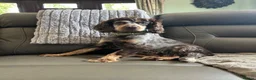 Cockapoo dogs for sale: 4 gorgeous puppies 💙❤️ in Spalding - Advert 3