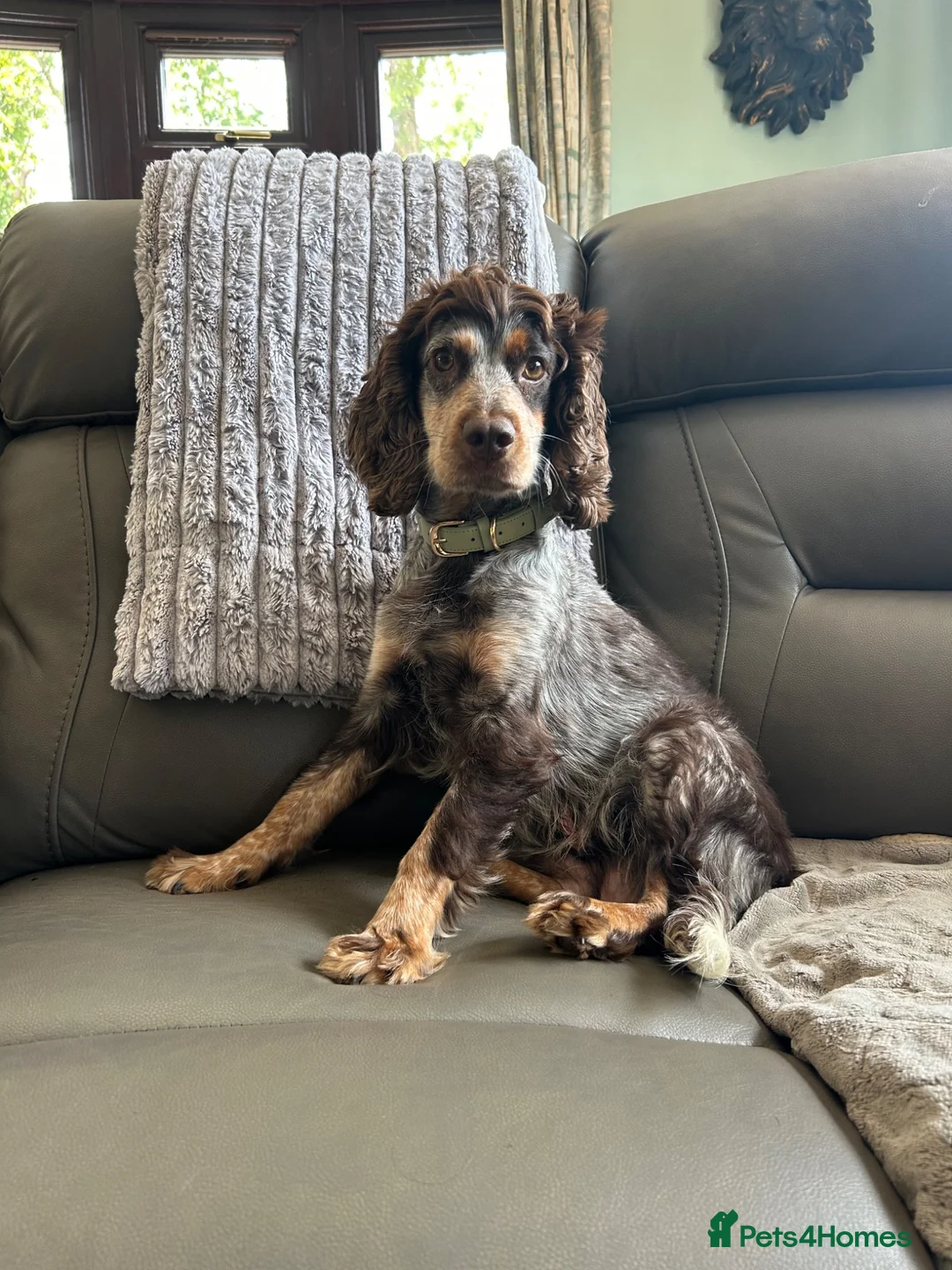 Cockapoo dogs for sale: 4 gorgeous puppies 💙❤️ - Advert 1