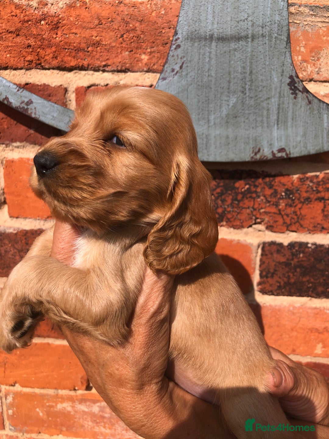 Cocker Spaniel dogs for sale: Pure beautiful show cocker spaniel puppies  - Image 14