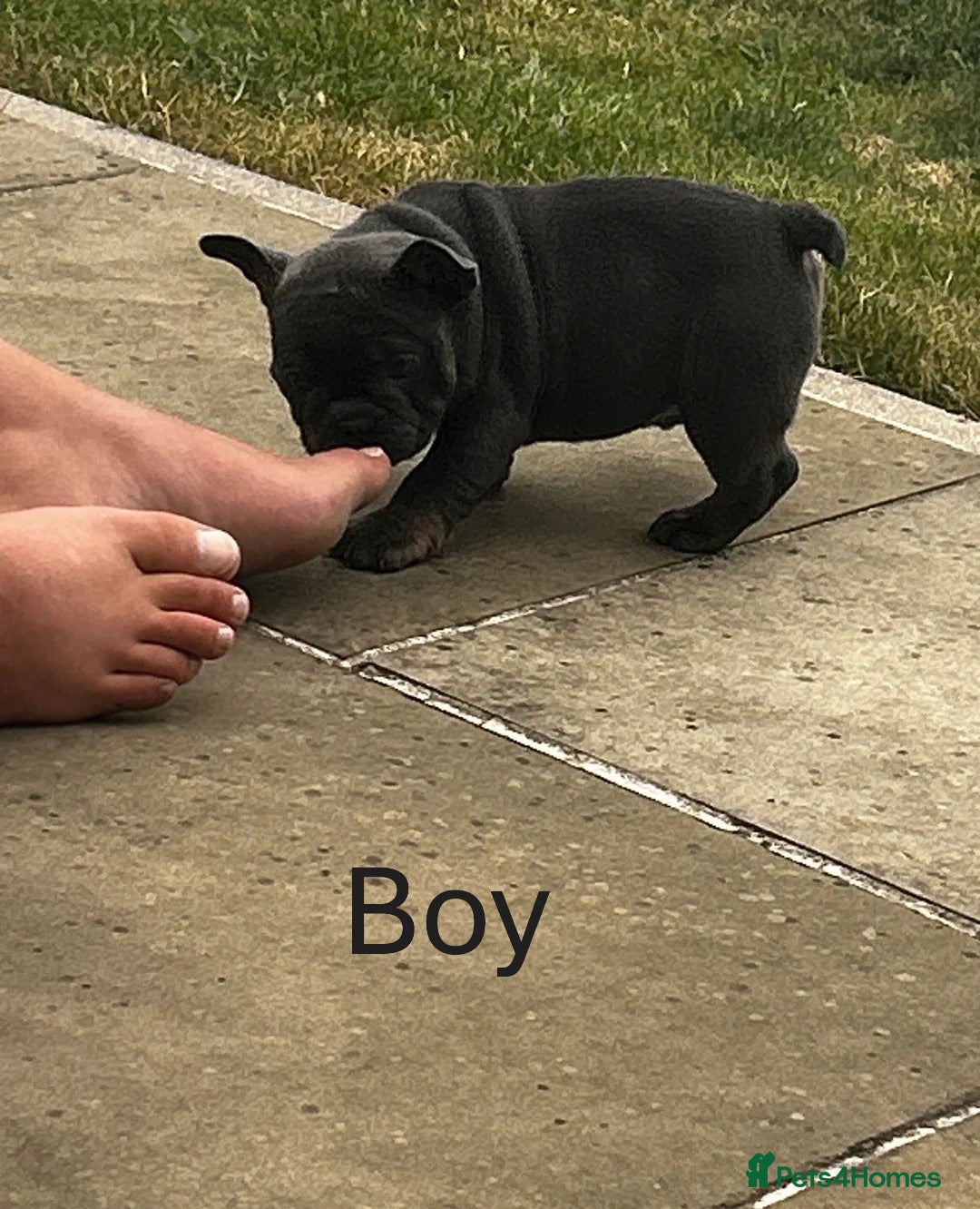 French Bulldog dogs for sale: Beautiful litter of French Bulldog Bulldog Puppies - Advert 2