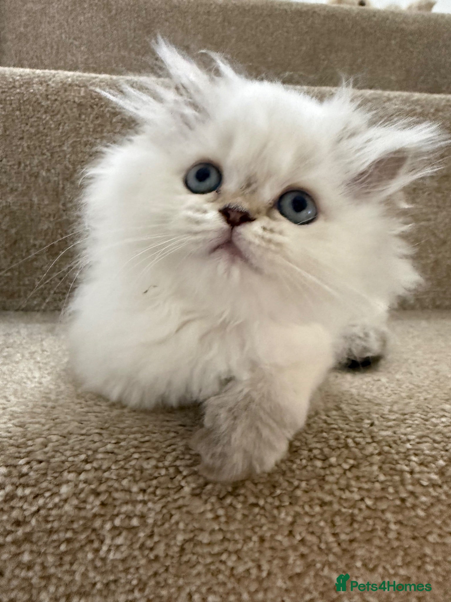 Persian cats The last two Beautiful Persian female kittens  - Advert 13