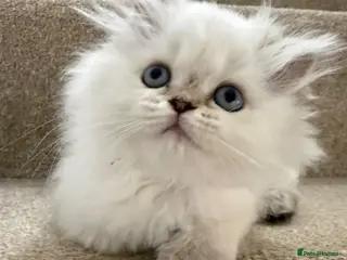 Persian cats The last two Beautiful Persian female kittens - Advert 13