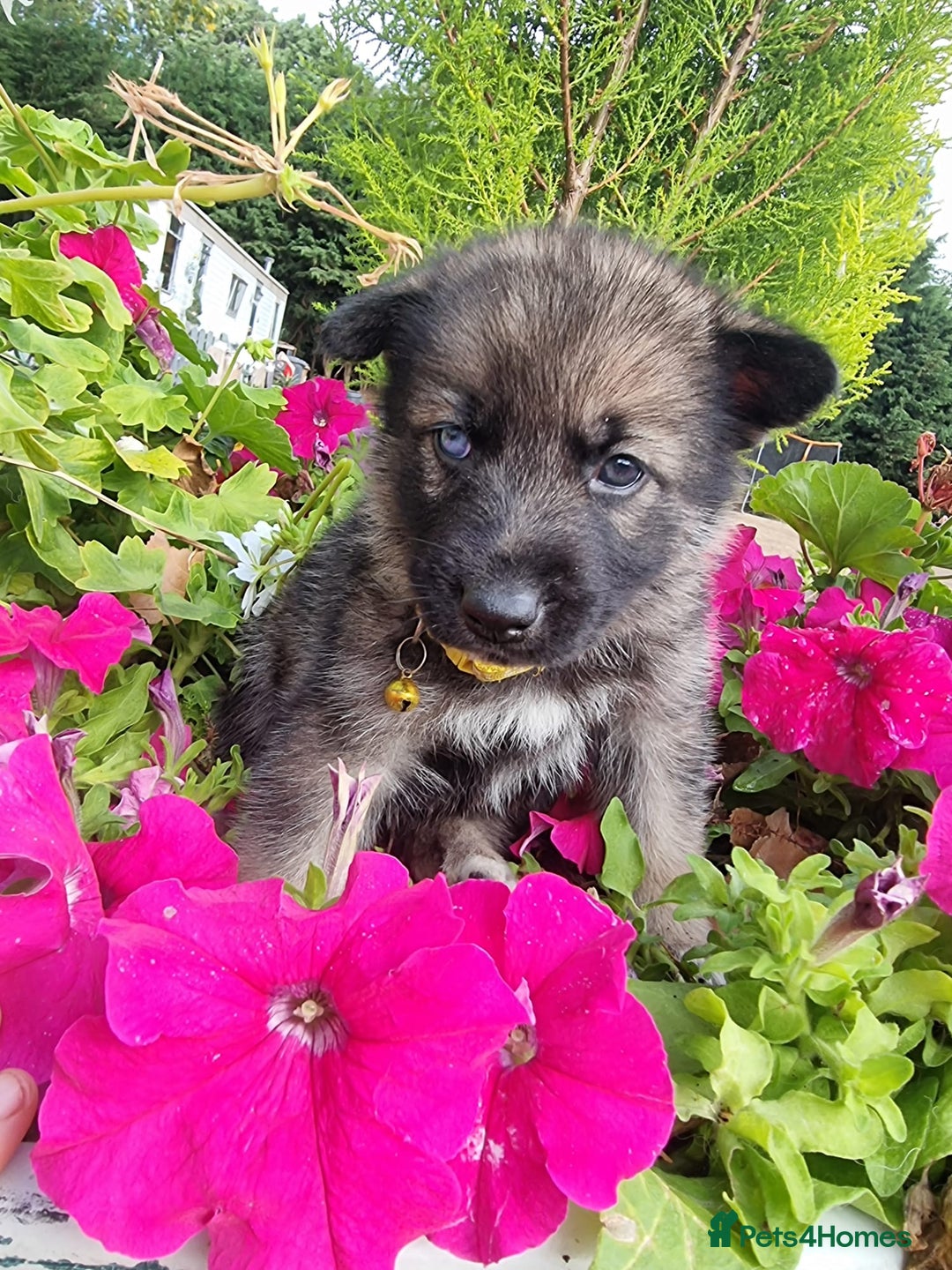 Shepsky dogs for sale: Shepsky puppies (blue + bi eyed) - Image 2