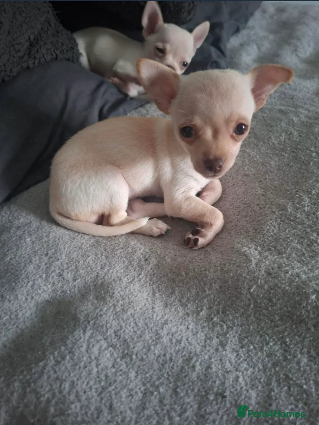 Chihuahua dogs for sale: Chihuahua puppy  - Advert 2