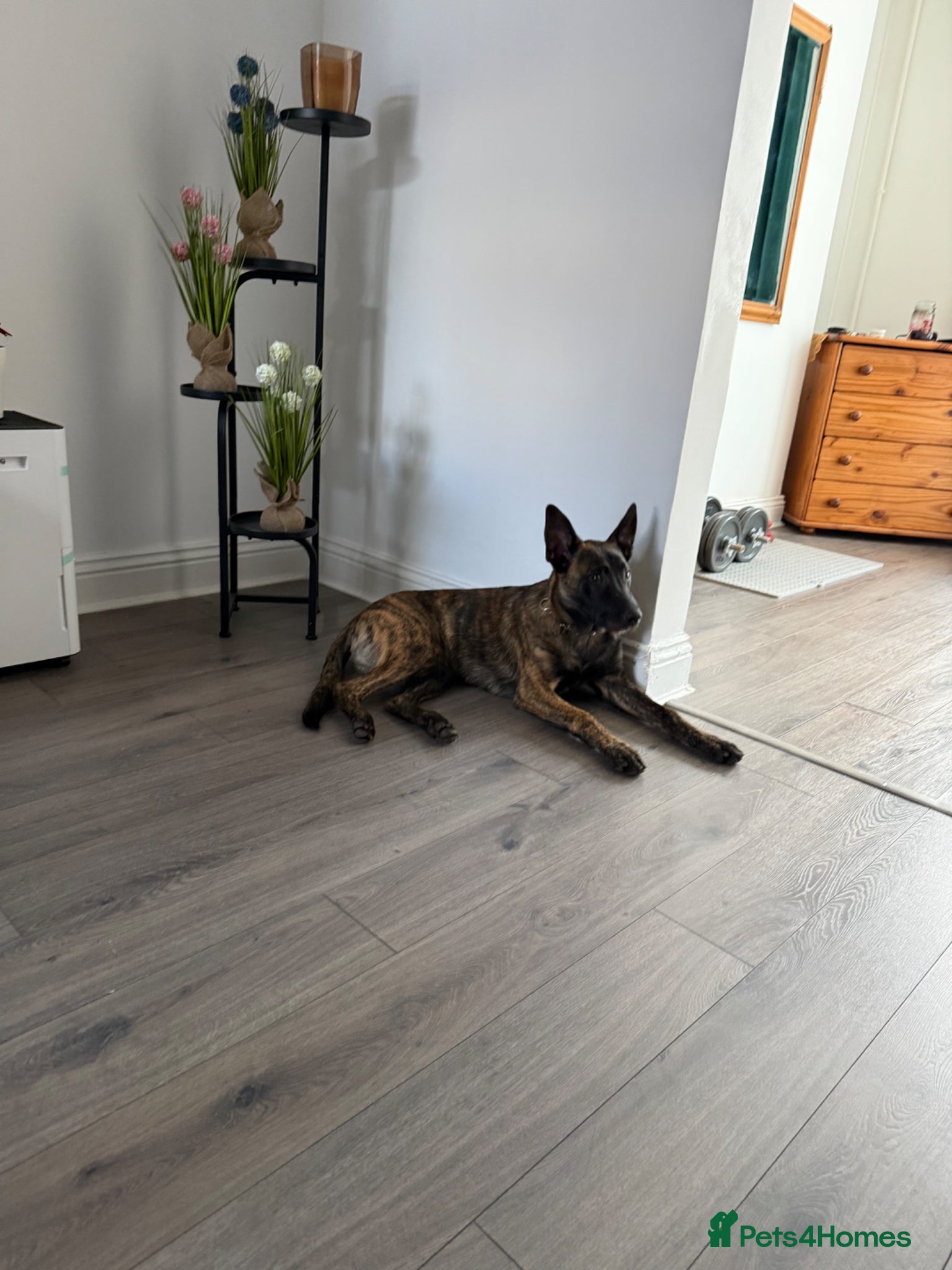 Belgian Shepherd Dog dogs dziausas - Advert 10