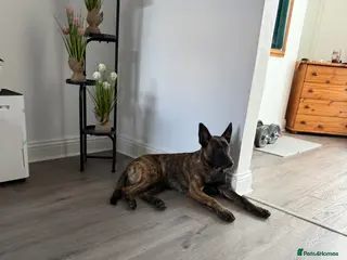 Belgian Shepherd Dog dogs dziausas - Advert 10