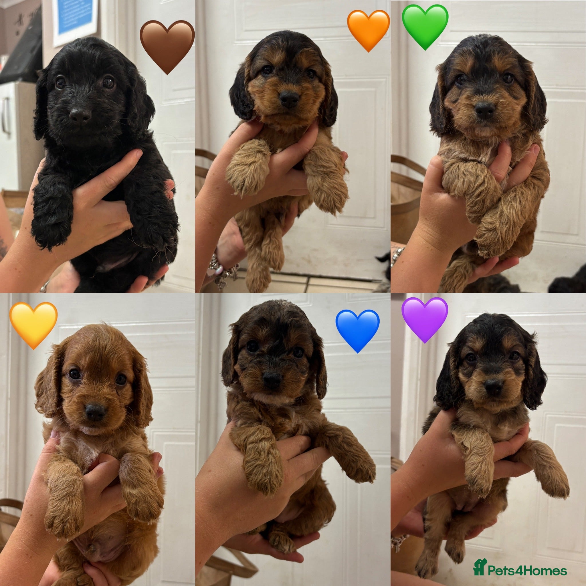 Cockapoo dogs Outstanding F1 Cockapoos🩵 🩷 Fully H/T Parents!🧬 - Advert 2