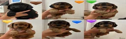 Cockapoo dogs for sale: Outstanding F1 Cockapoos🩵 🩷 Fully H/T Parents!🧬 - Advert 3