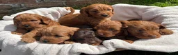 Cockapoo dogs for sale: Stunning F1 Cockapoo Puppies KC Parents  - Advert 2
