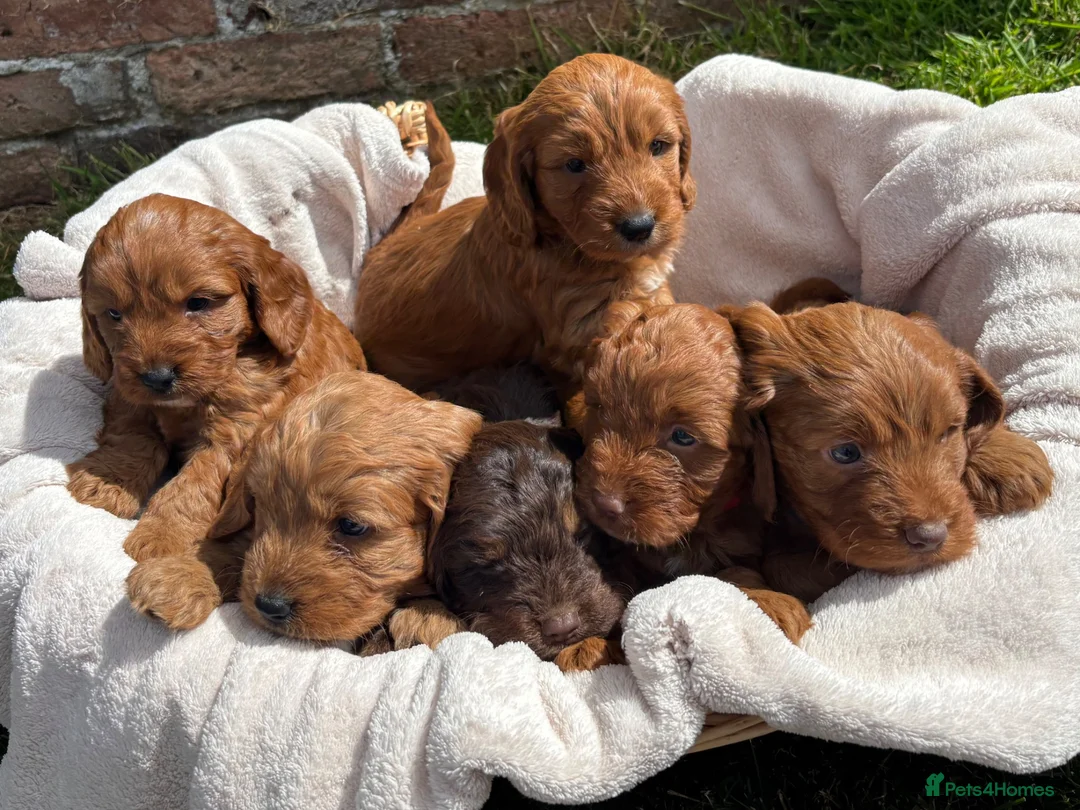 Cockapoo dogs for sale: Stunning F1 Cockapoo Puppies KC Parents  - Advert 2