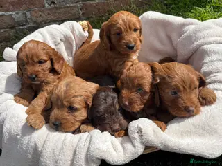 Cockapoo dogs Stunning F1 Cockapoo Puppies KC Parents - Advert 6