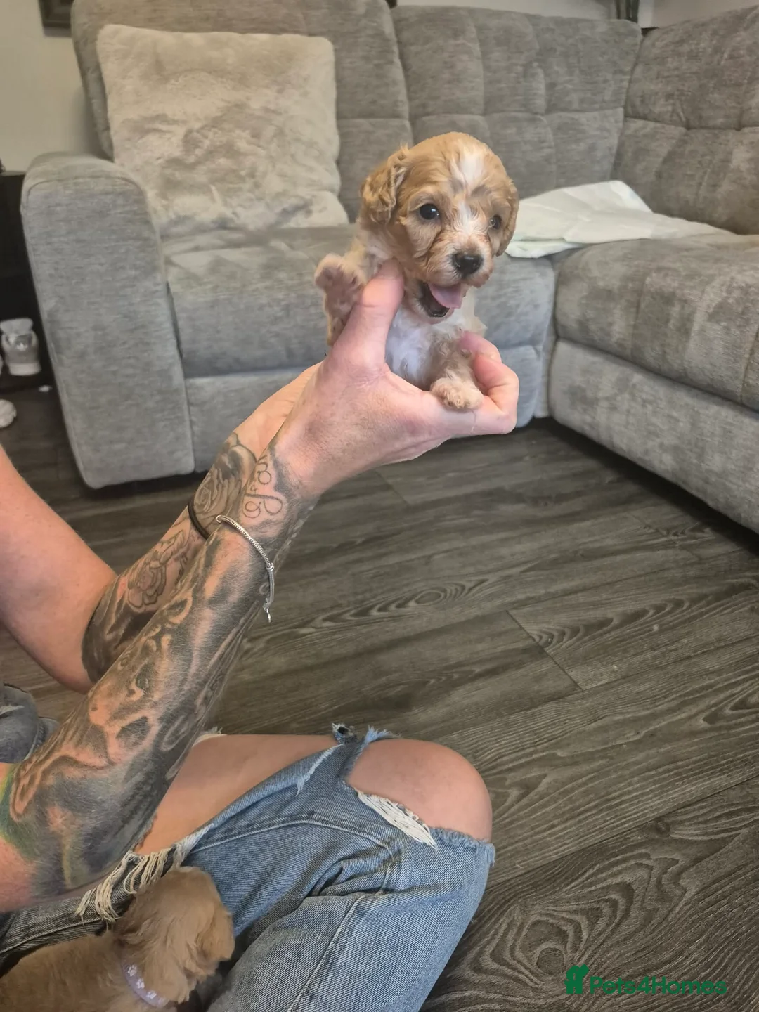 Cavapoo dogs for sale: Beautiful litter of cavapoo - Advert 2