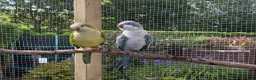 Parrots birds for sale: Pair of Quaker parrots - Advert 2