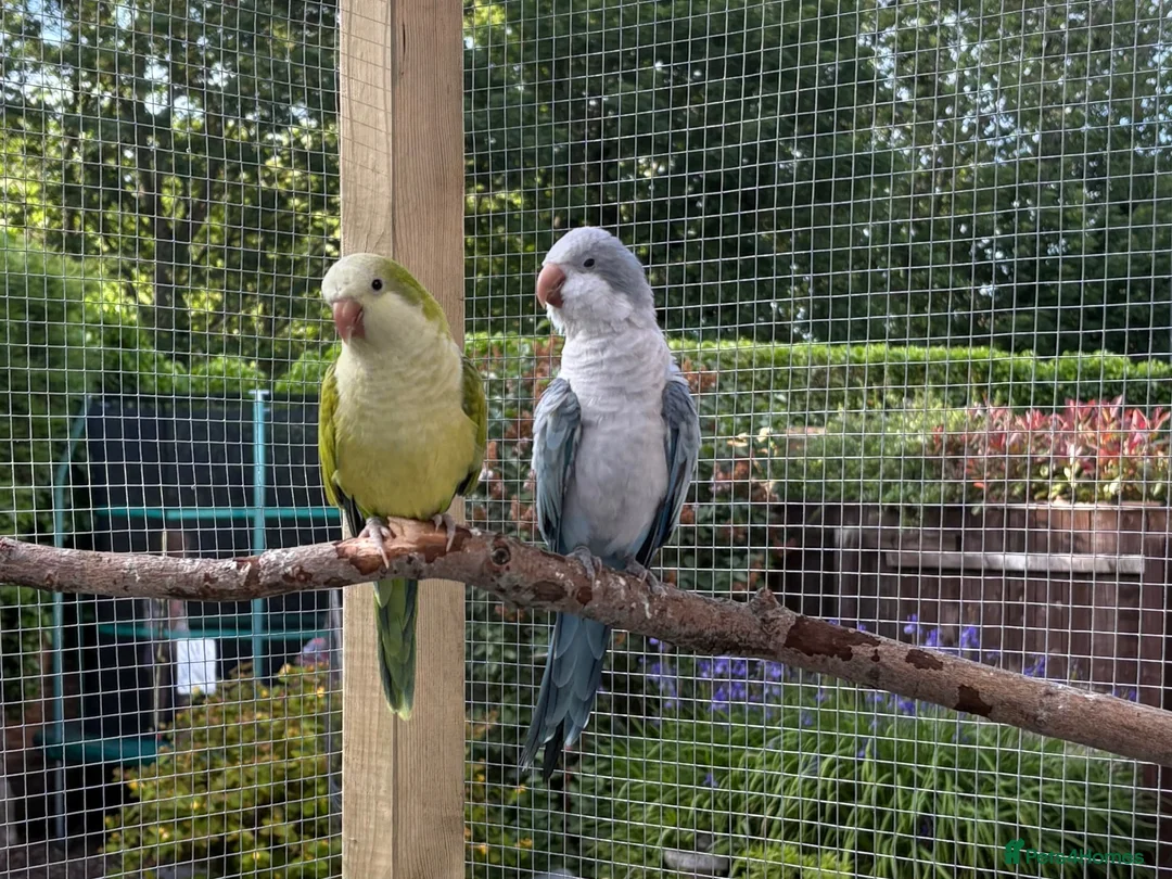 Parrots birds for sale: Pair of Quaker parrots - Advert 2