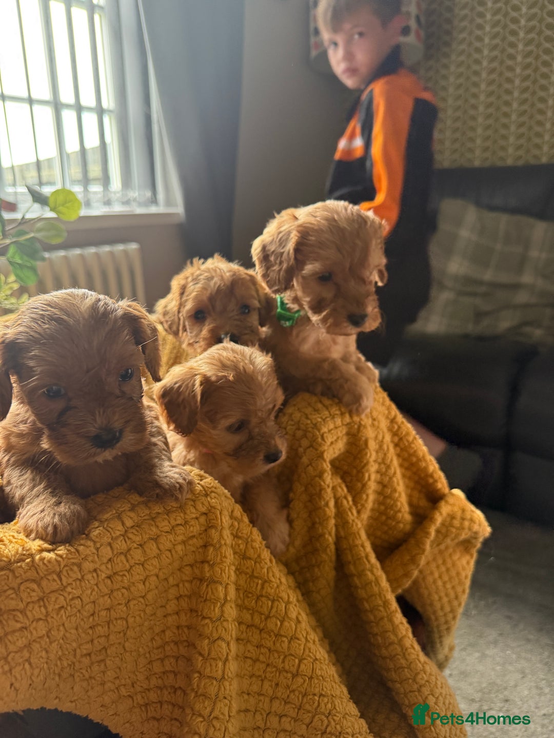 Cockapoo dogs for sale: Toy Cockapoo Puppies, Family Raised, Sweet Natured - Image 9