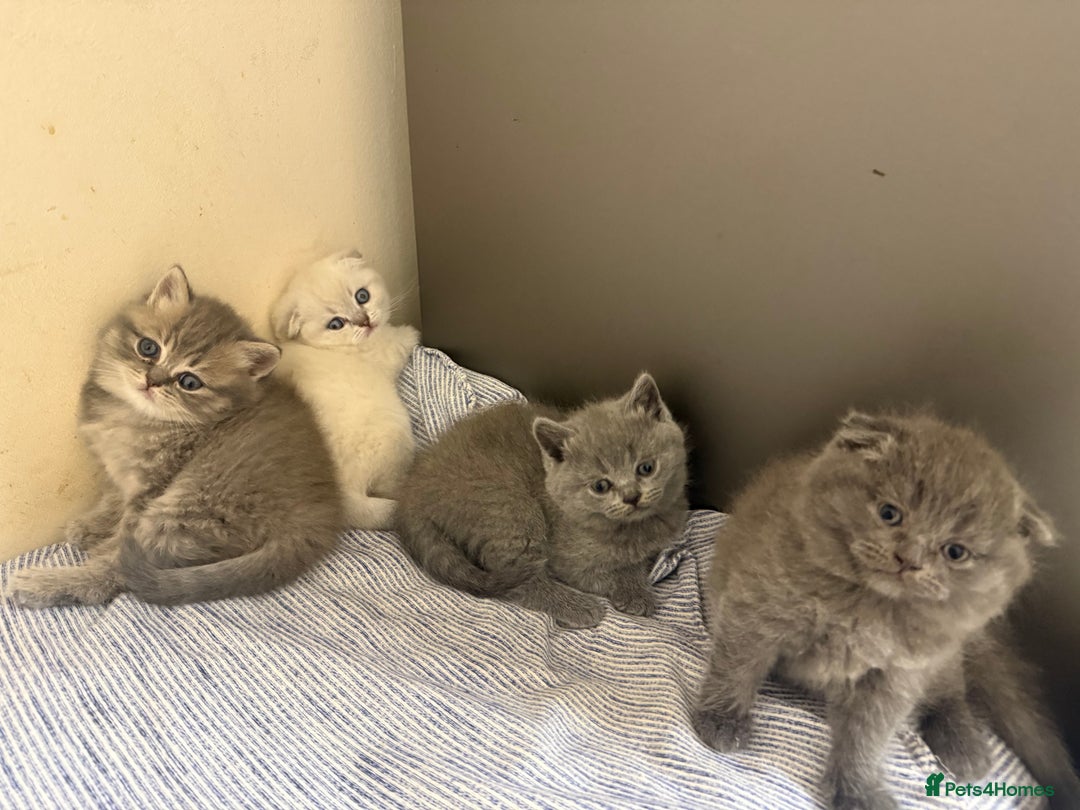 Scottish Fold cats for sale: Scottish fold&straight kittens ready for reservati - Advert 1