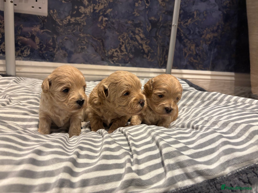 Maltipoo dogs for sale: Beautiful Maltipoo puppies for sale - Image 3