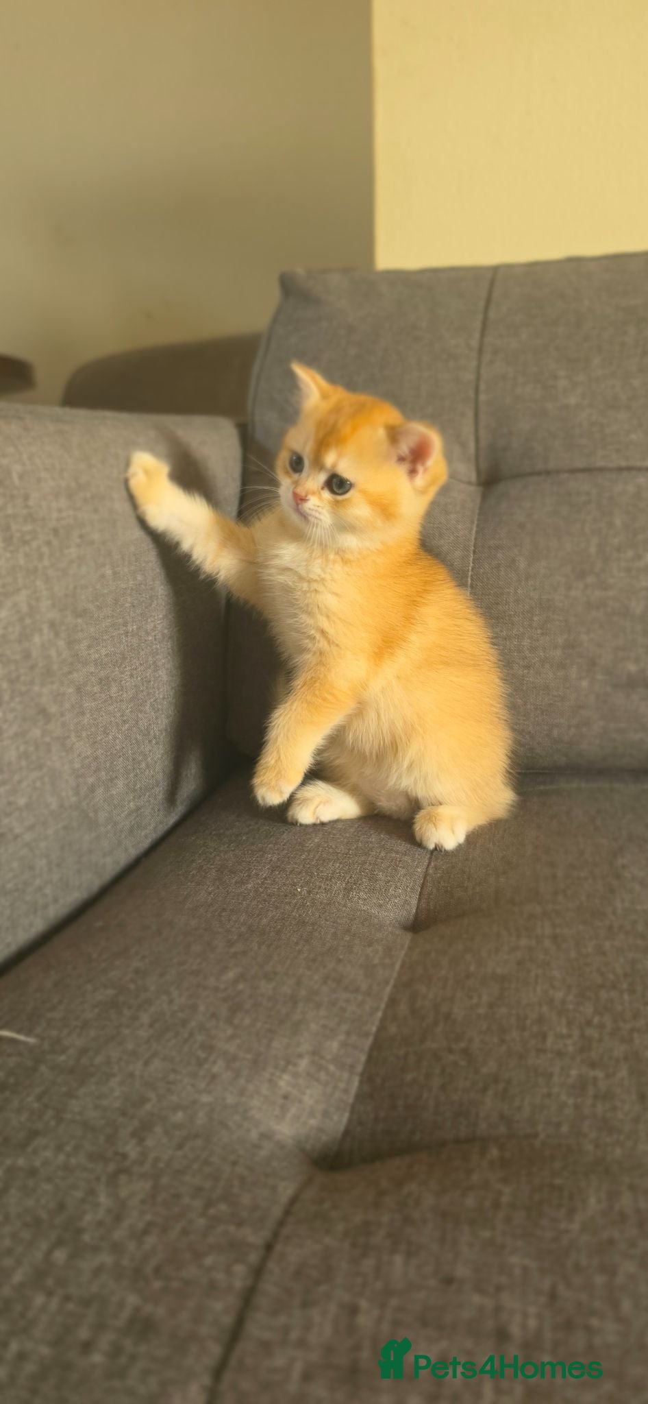 British Shorthair cats ✨GOLDEN SHIMMER BRITISH SHORTHAIR KITTENS ✨  - Advert 1