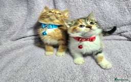 Siberian cats for sale: Adorable Siberian Kittens  - Image 4