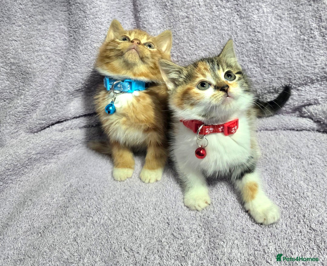 Siberian cats for sale: Adorable Siberian Kittens  - Image 4