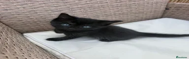 Mixed Breed Kitten 1