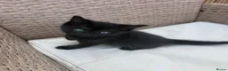 Mixed Breed cats for sale: Kittens for sale  in Clacton-on-Sea - Advert 3
