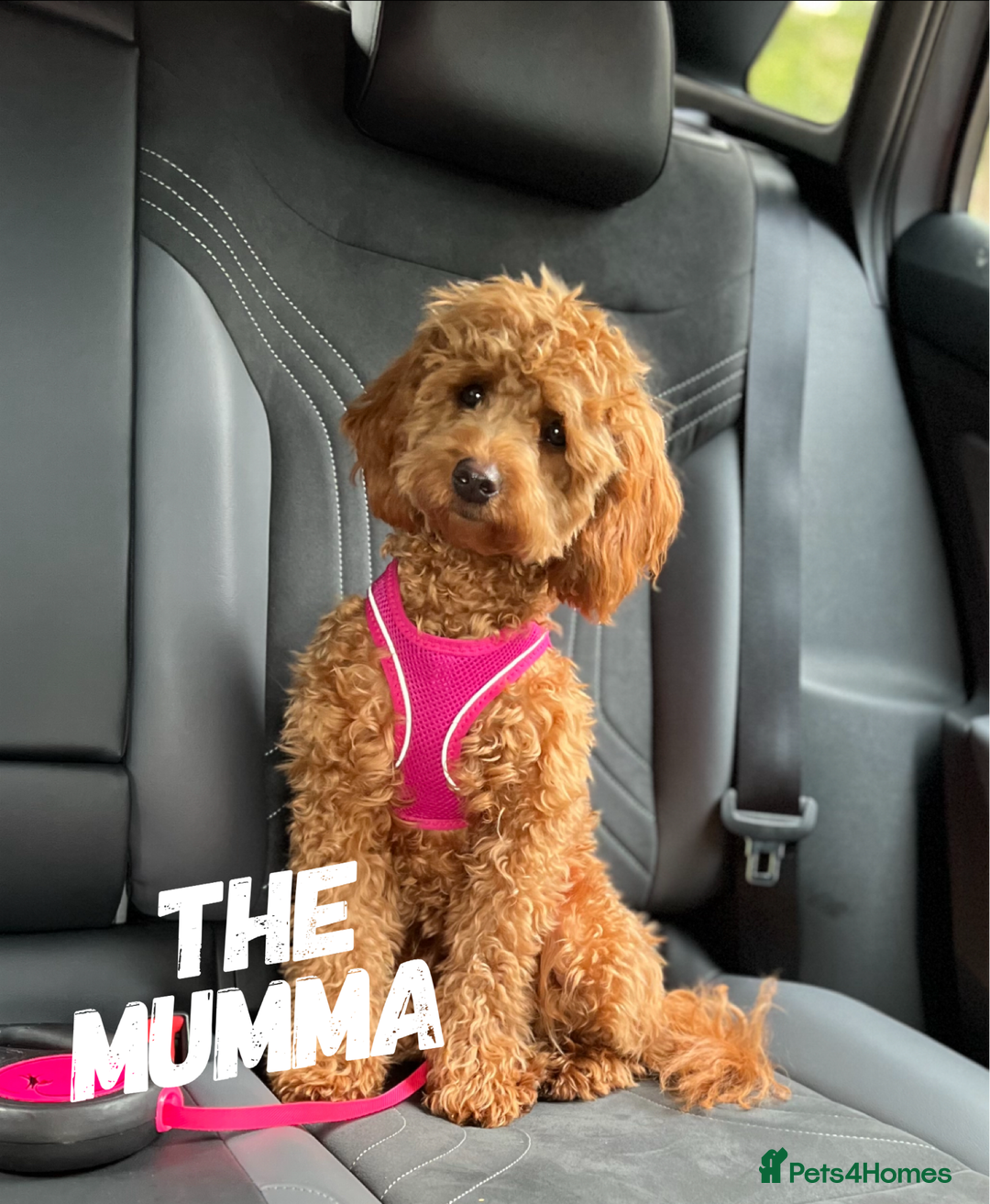 Mini Goldendoodle dogs for sale: A Bundle of Joy F1BB Mini Goldendoodle - Image 2