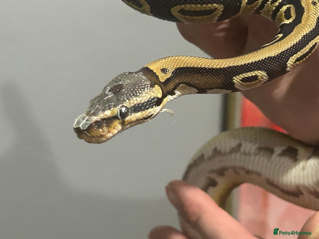 Python Snake reptiles for sale: Male python 5 months old - Advert 7