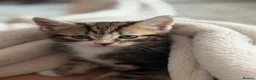 Mixed Breed cats for sale: Kittens for sale  - Advert 7