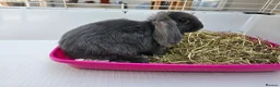 Mini Lop rabbits for sale: Mini lop baby bunnys - Advert 3
