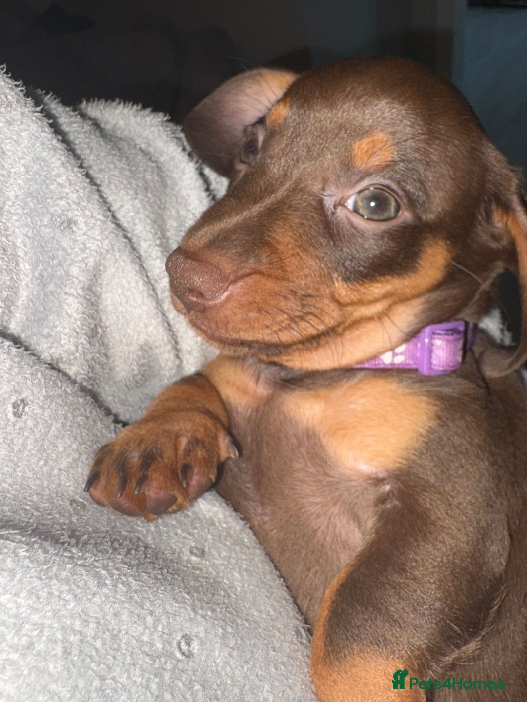 Miniature Dachshund dogs for sale: Miniature Dachshund Puppies  - Advert 20