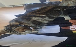 Bengal cats for sale: Bengal x domestic short hair female - Image 3