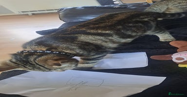 Bengal cats - Advert 14