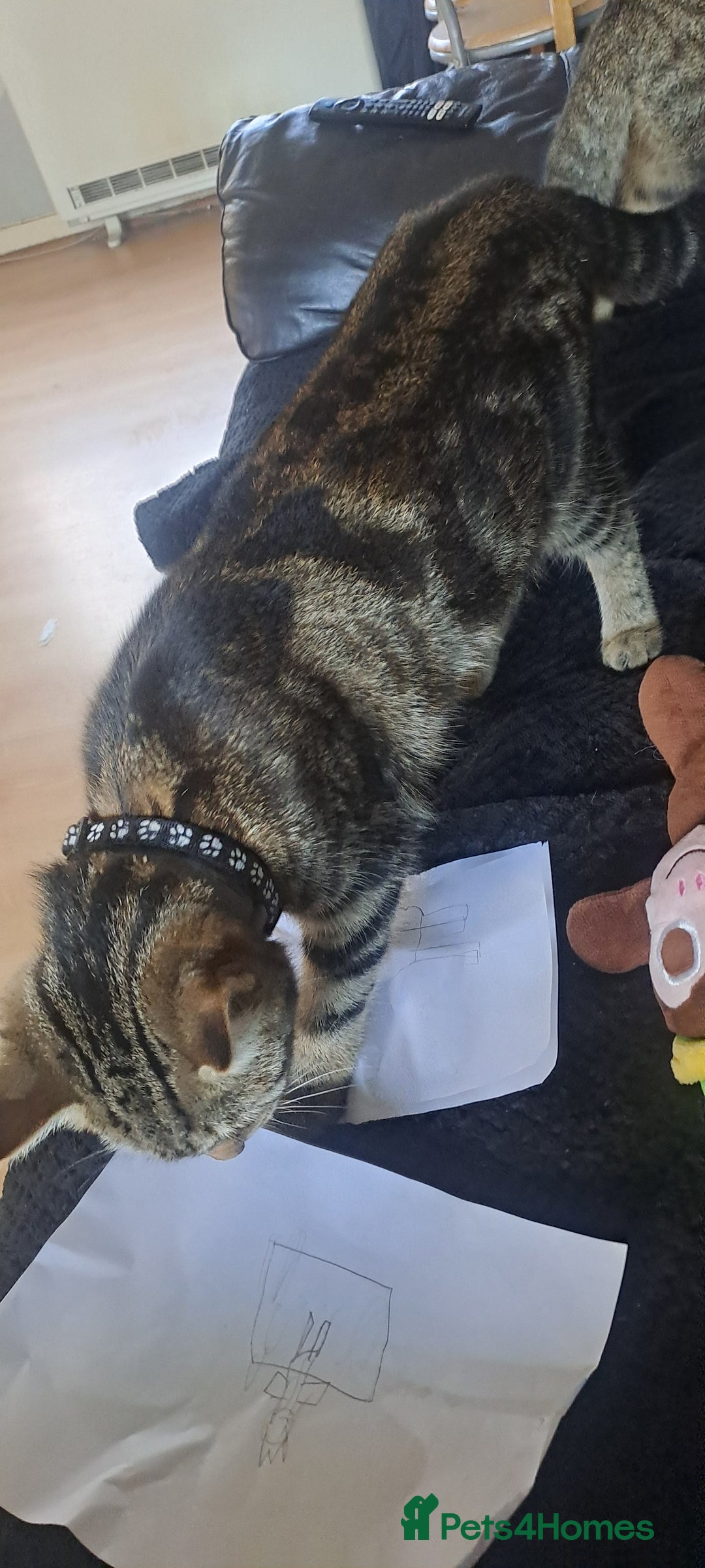 Bengal cats for sale: Bengal x domestic short hair female - Image 3