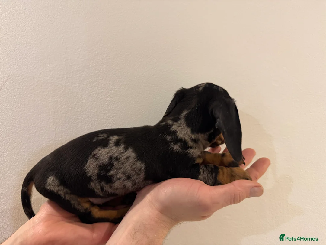 Miniature Dachshund dogs for sale: READY NOW KC Miniature Dachshunds  - Advert 14