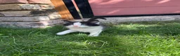 British Shorthair cats for sale: 4 Girls & 2 Boys Kittens Available - Advert 2