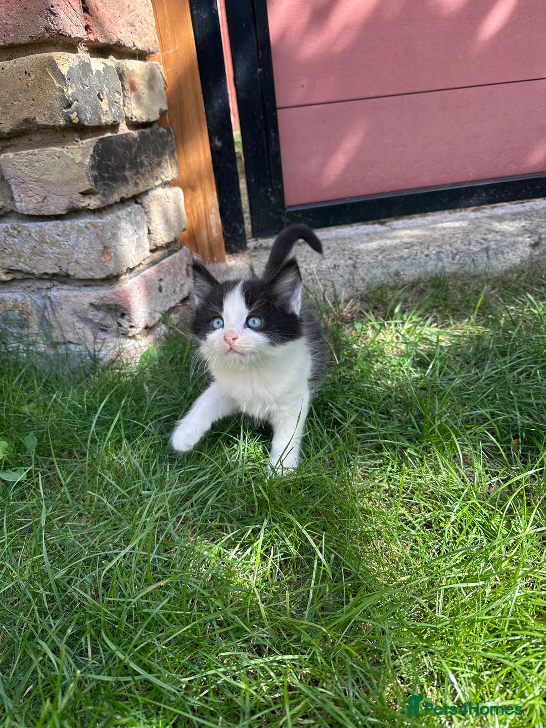 British Shorthair cats for sale: 4 Girls & 2 Boys Kittens Available - Advert 2
