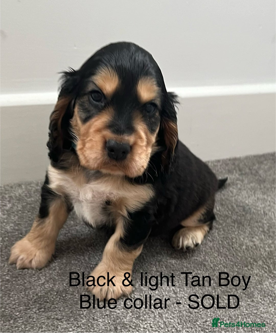 Cocker Spaniel dogs for sale: Beautiful Cocker Spaniel Puppies  - Image 15