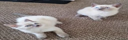 British Shorthair cats for sale: Beautiful colour point B-shorthair ready to lewve - Advert 4