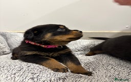 Rottweiler dogs for sale: Beautiful Rottweiler litter  - Image 3