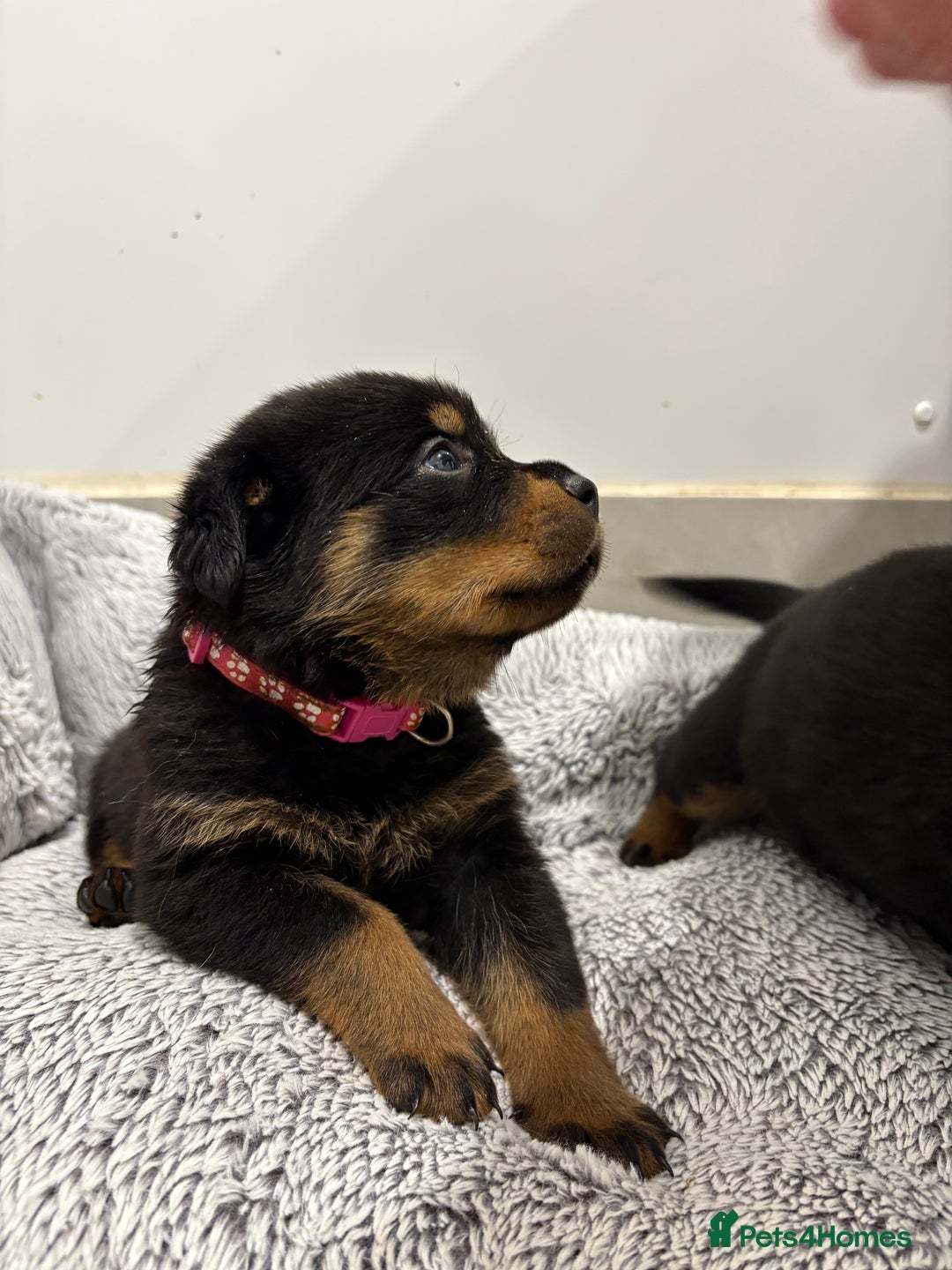 Rottweiler dogs for sale: Beautiful Rottweiler litter  - Image 3